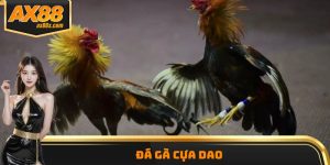 Đá Gà Cựa Dao AX88 - Đấu Trường Đẳng Cấp, Uy Tín Số 1