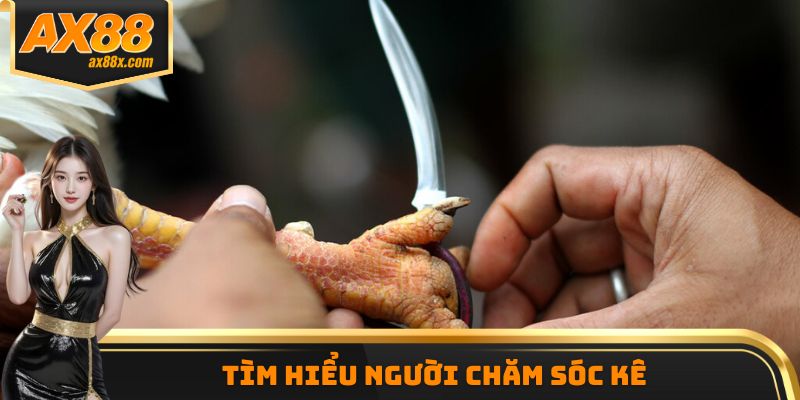 Tìm hiểu người chăm sóc kê